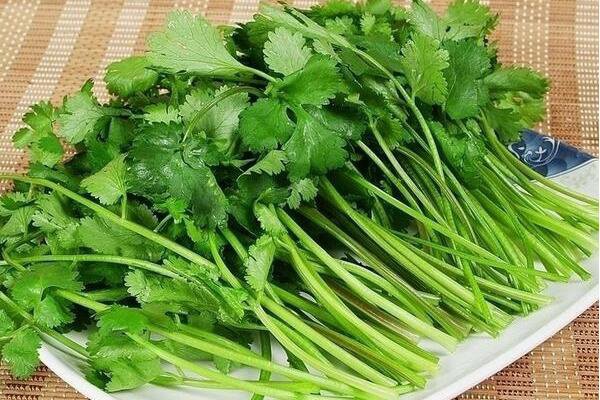 The Health Benefits of Coriander